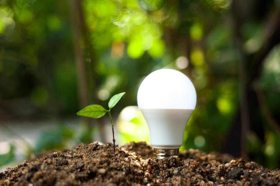 light bulb and sapling