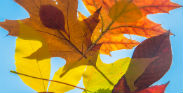 fall season, Fry Kirk - Louisville-Arboretum-Leaf-Collage -News Thumb 8