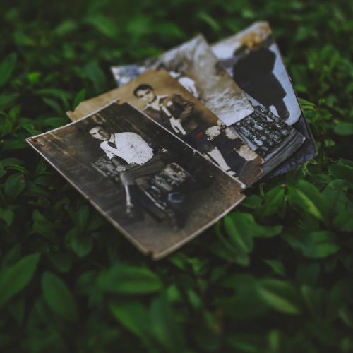 Old photos on top of green leaves