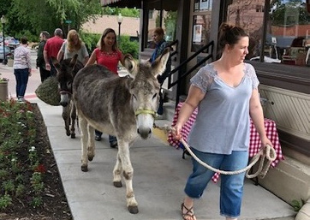 Woman leading burros past museum