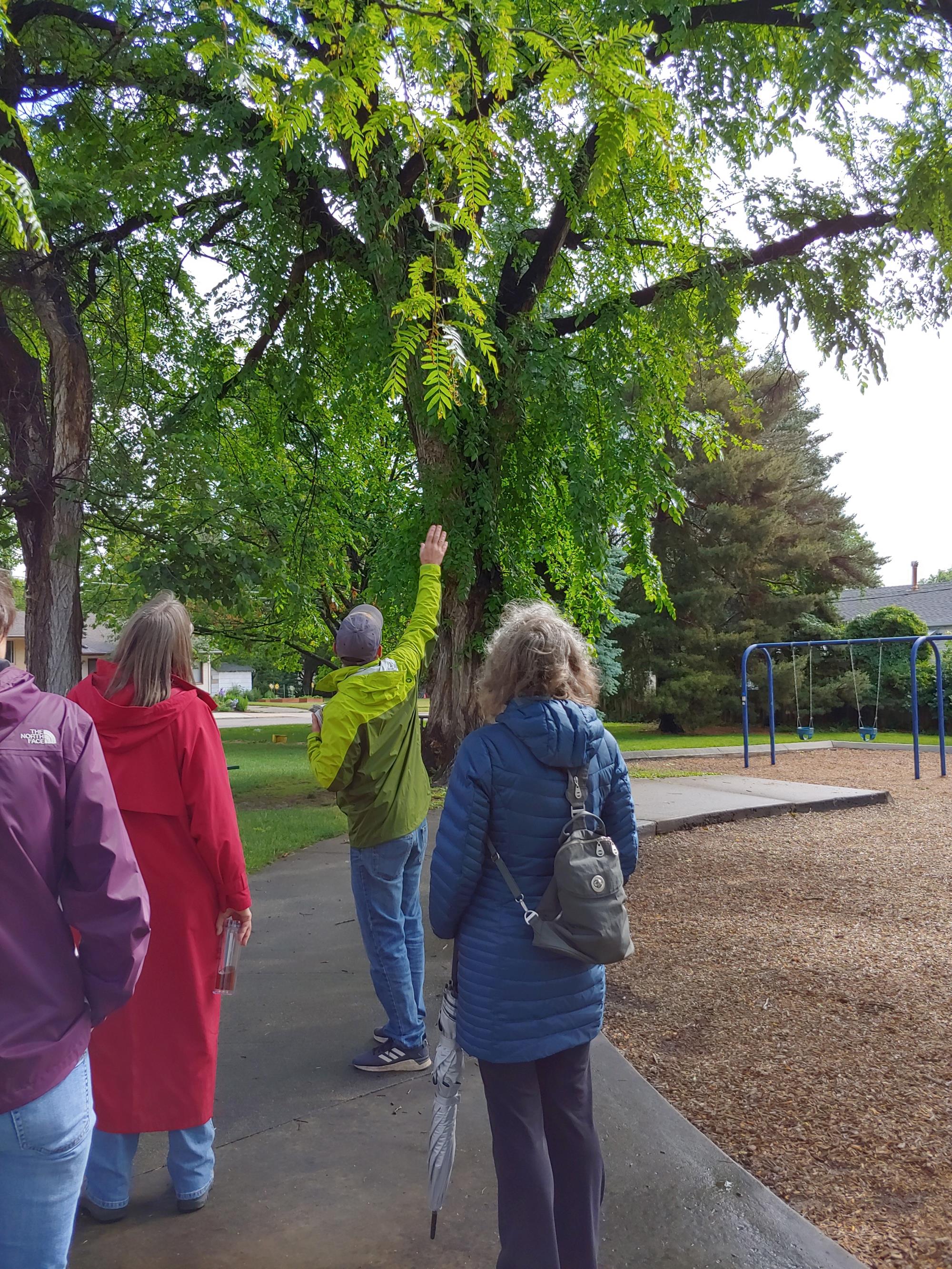 group of people looking at a tree