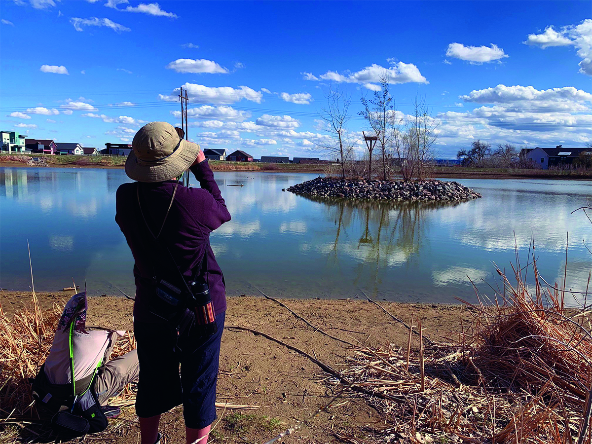 Person watching birds by lake