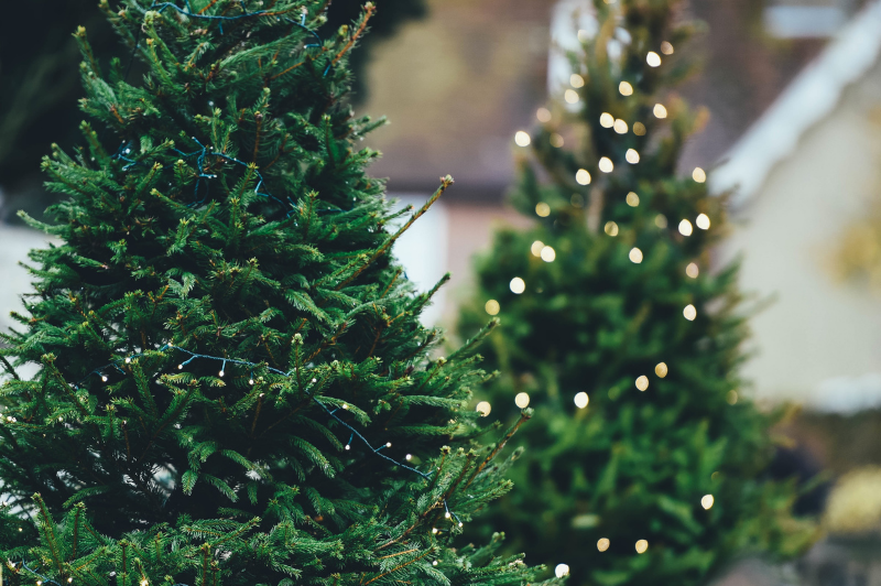 two evergreen trees with lights