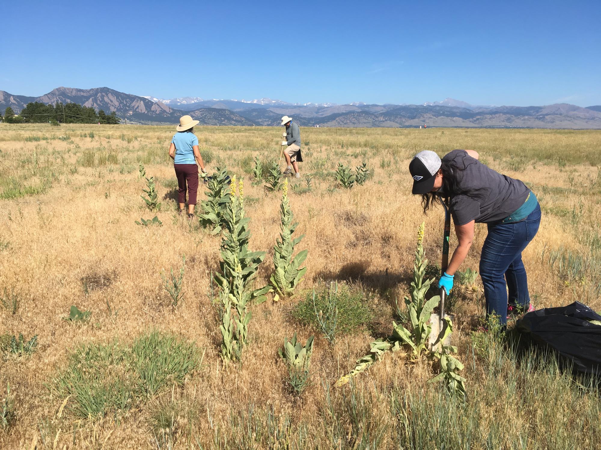 Removing Noxious Weeds on Open Space