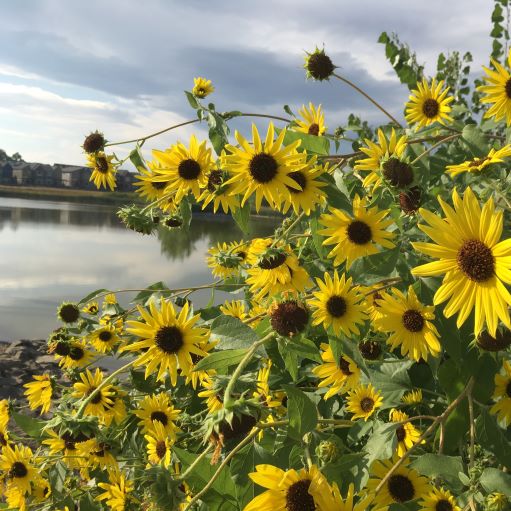 Sunflowers next to lake