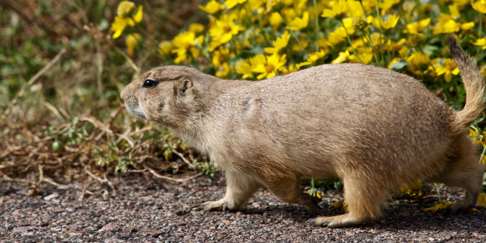 Prairie Dog with Yellow Flowers