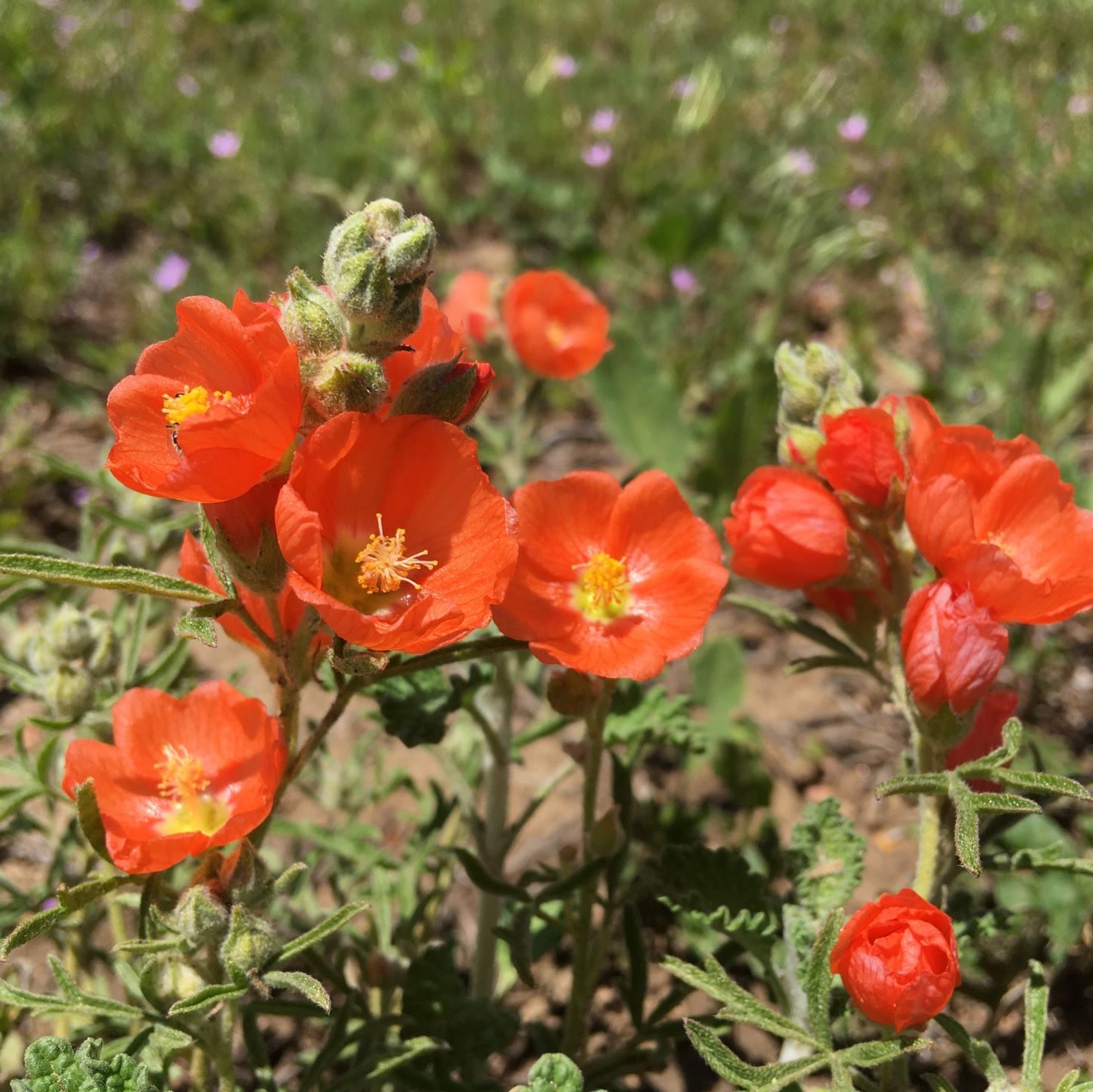 Bright red-orange flower