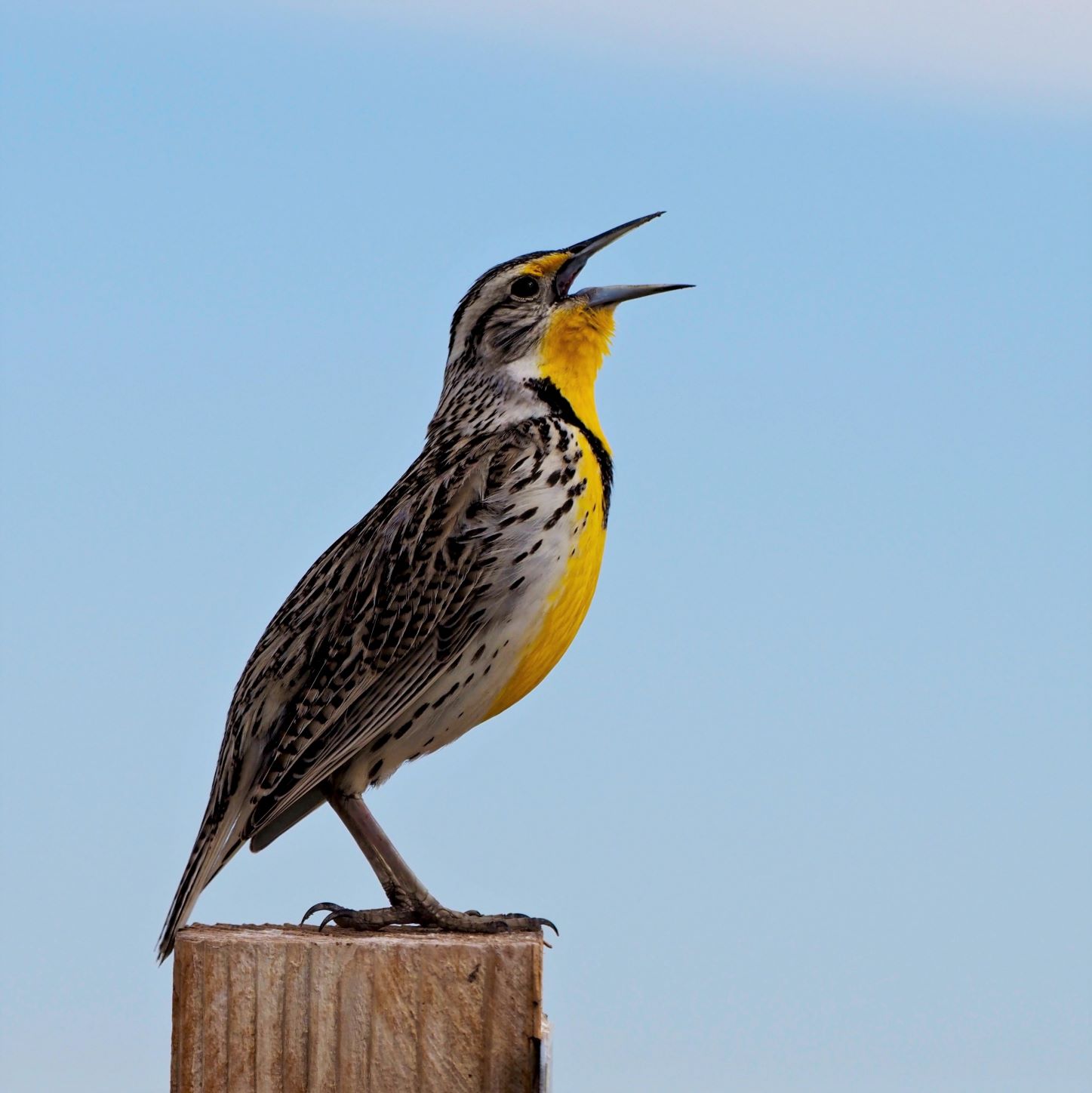 Western Meadowlark singing from post