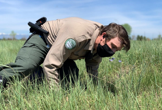 Open Space Ranger Closely Inspecting a Blue Flower