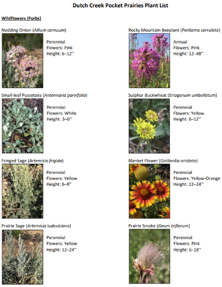 Brochure Identifying Many Species of Flowers