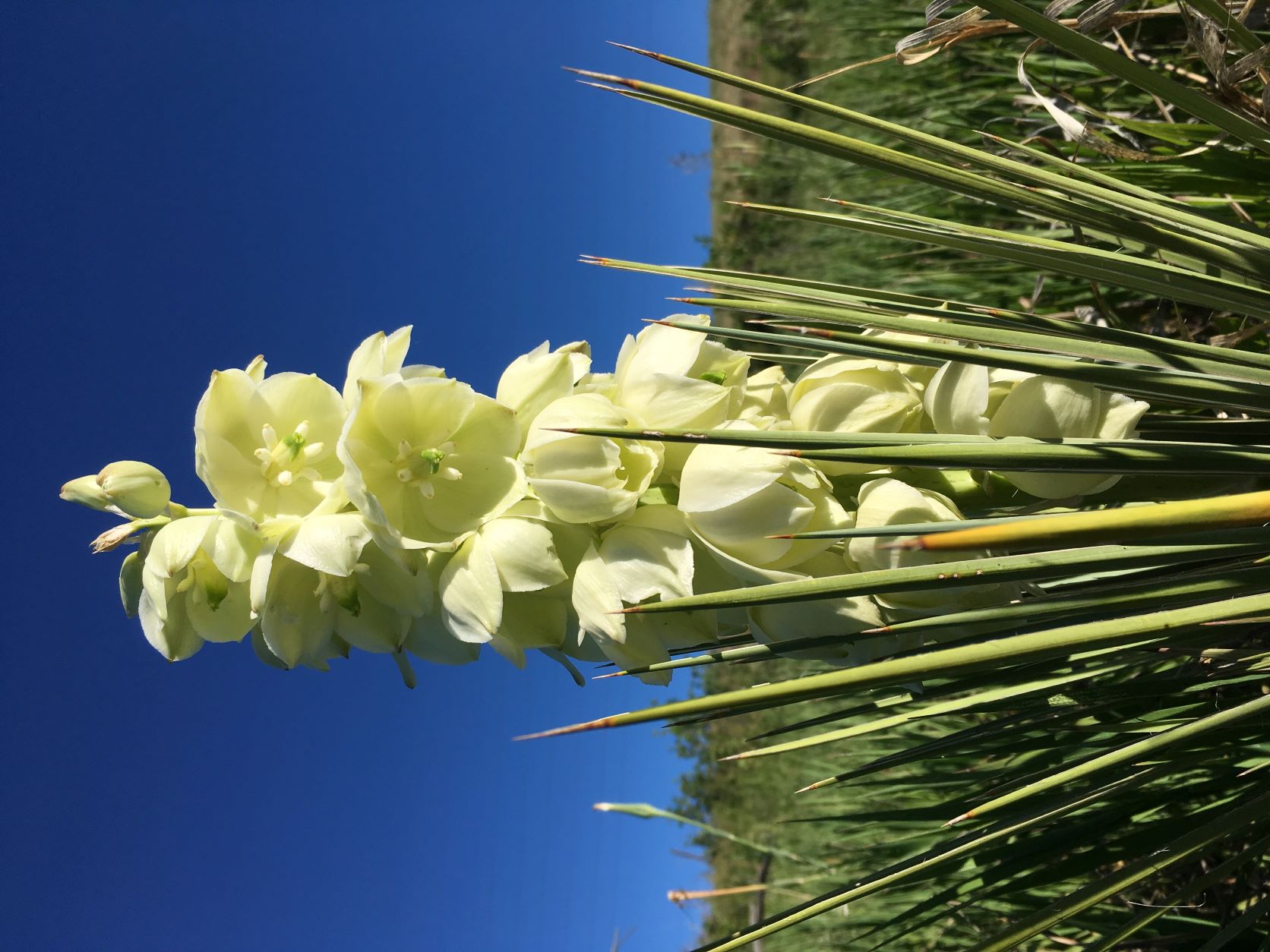 Flowering Yucca and Blue Sky