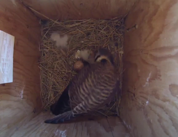 Kestrel feeding chicks inside nest box