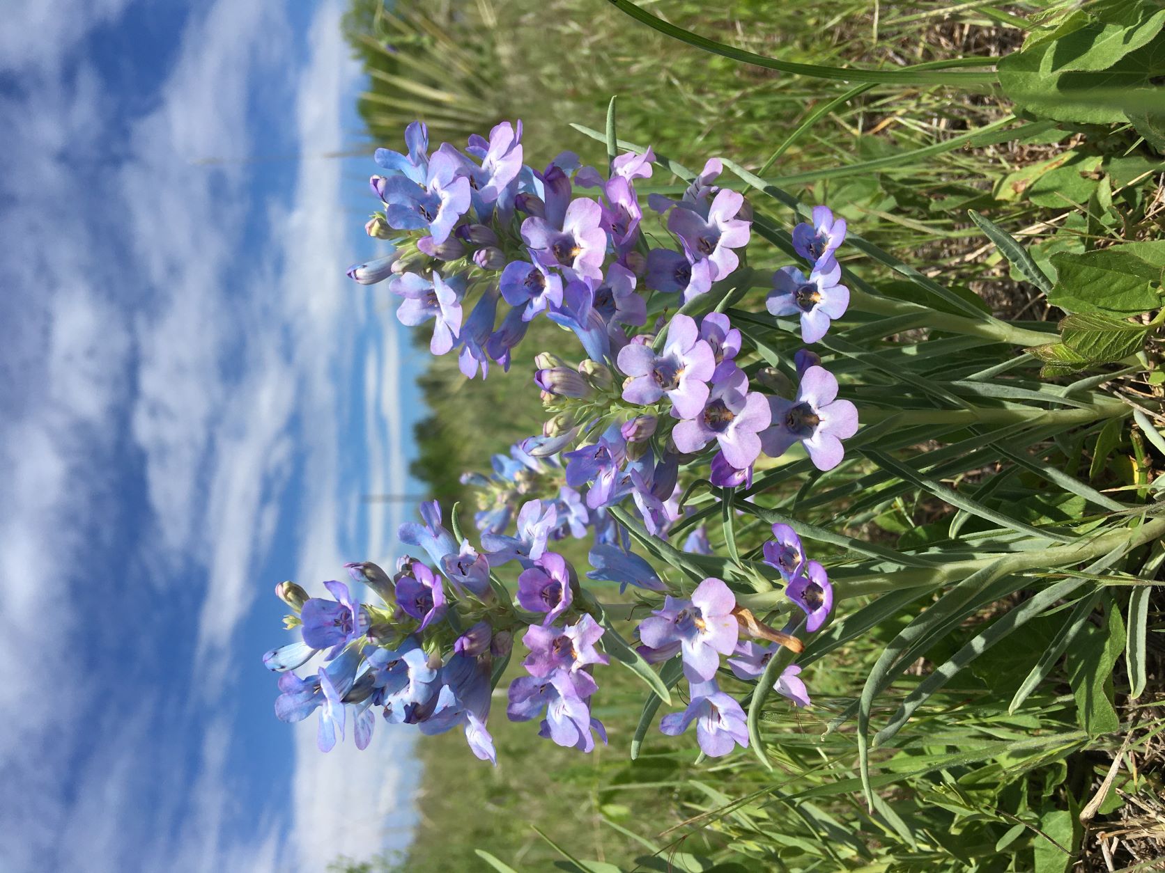 Blue Flowers with Sky