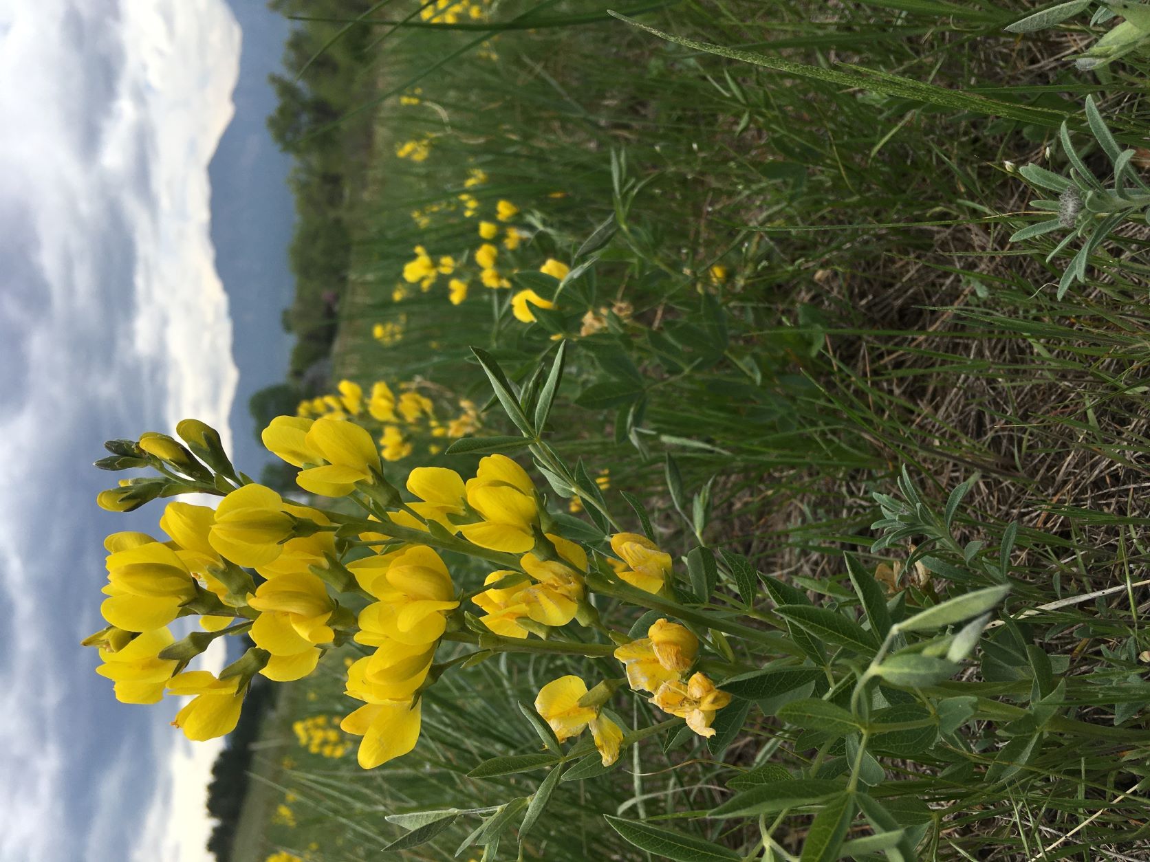 Yellow Flowers with Sky