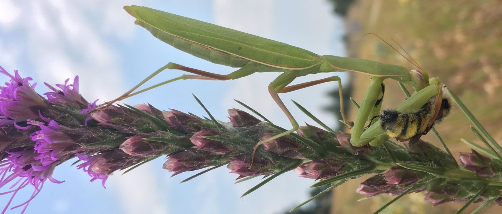 Praying mantis on flower with captured bee