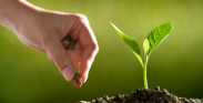 hand planting seed, plant sprouting