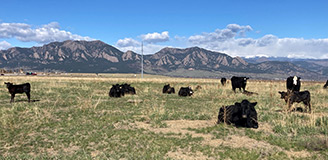 Cows on Davidson Mesa Open Space