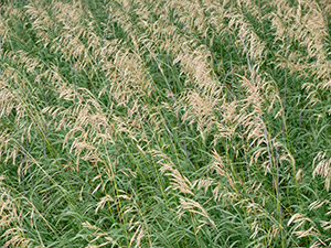 field of smooth brome grass