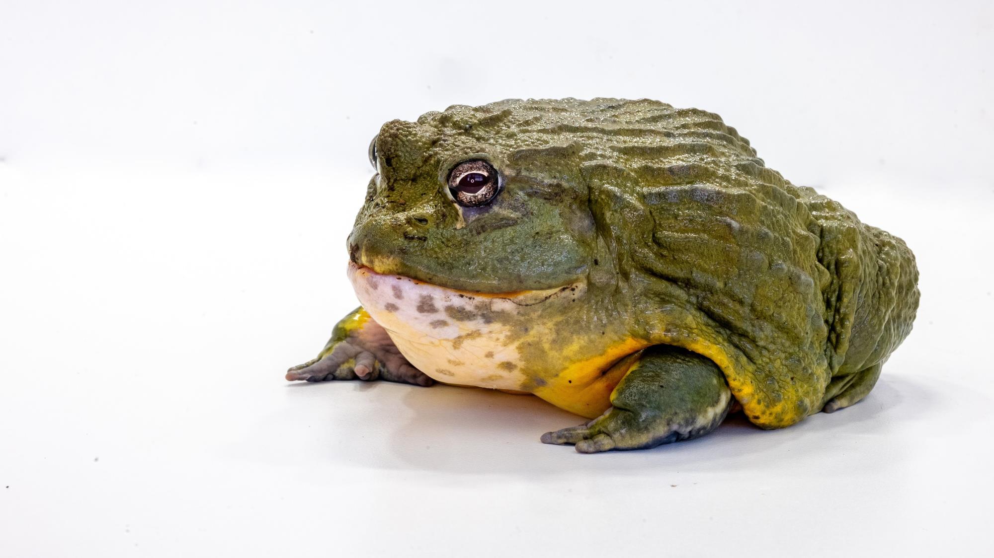 African Bullfrog