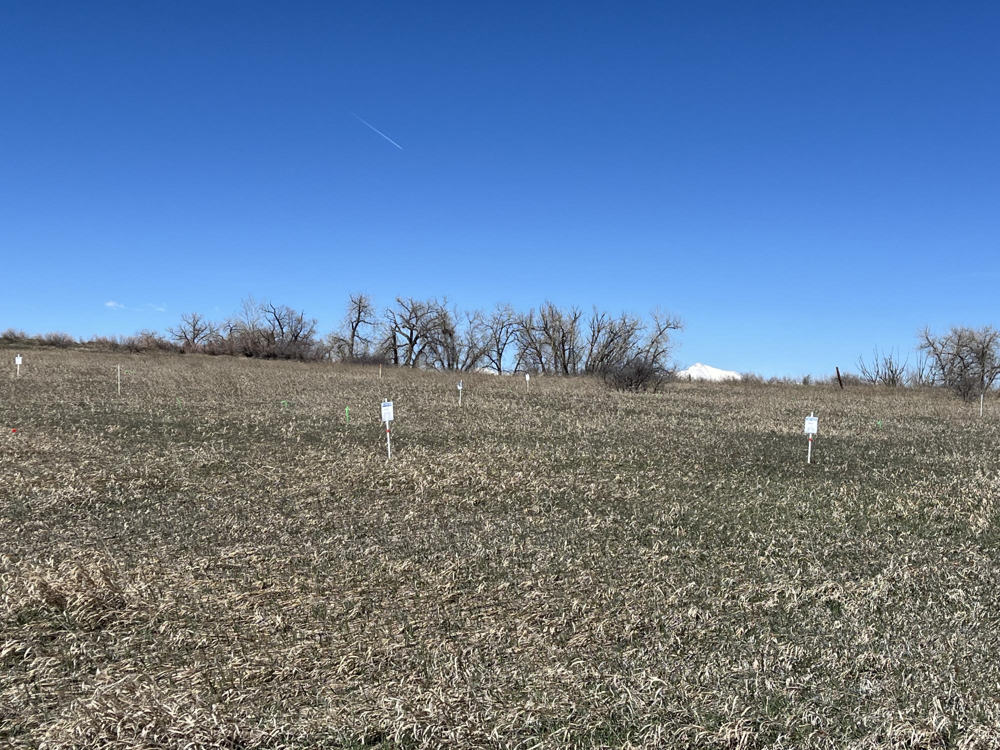 stakes in ground showing plot of brome