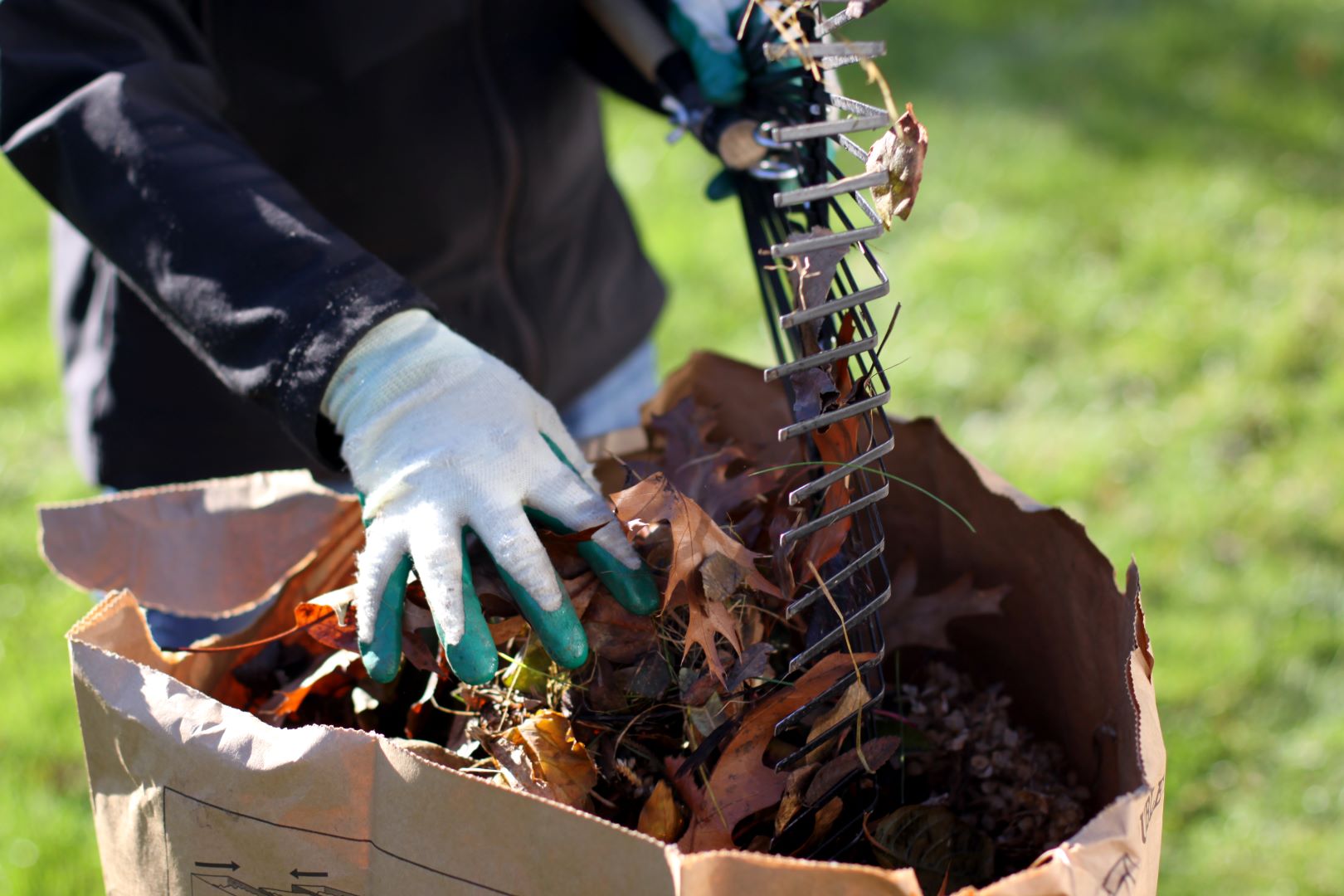 person raking fall leaves into a paper bag