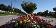 Median Flowers