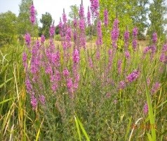 Noxious Weed in Bloom